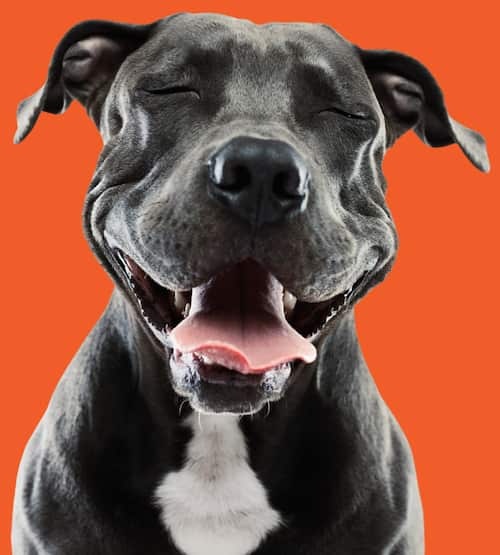 Happy Dog image